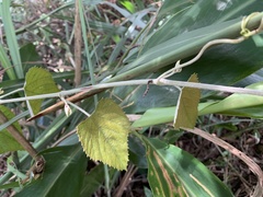 Vitis kelungensis