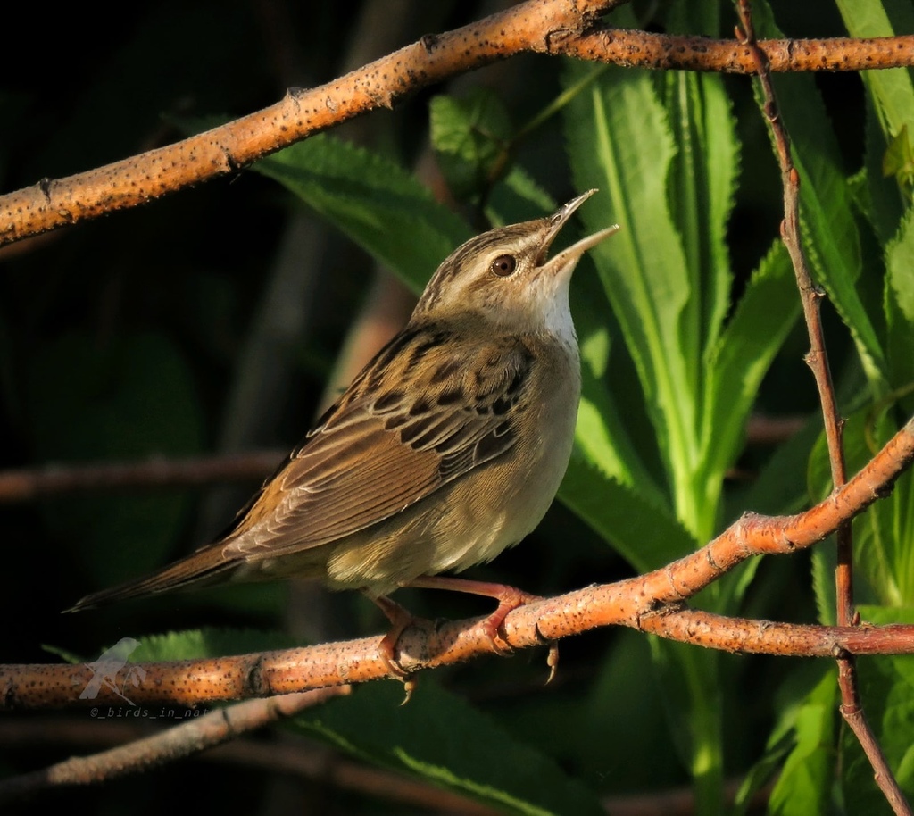 Asian Grasshopper Warblers