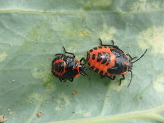 Eurydema spectabilis