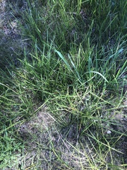 Carex microdonta