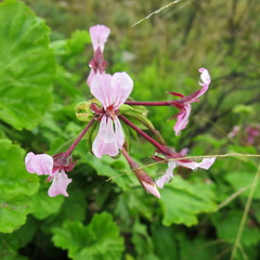 Pelargonium zonale