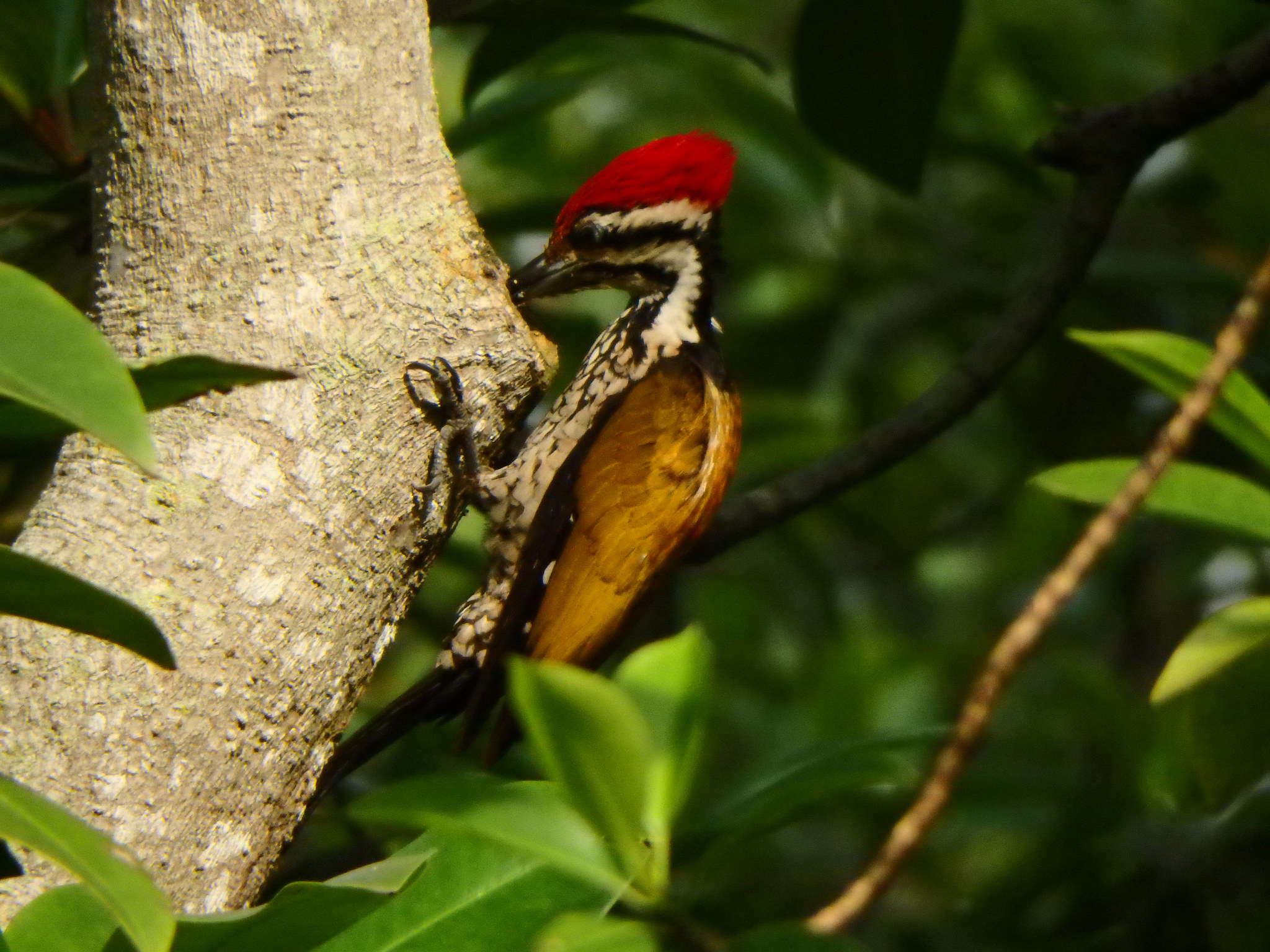 Common Flameback (Dinopium javanense)