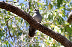 Phaps elegans