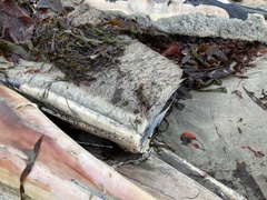 Balaenoptera physalus