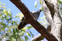 Phaps elegans
