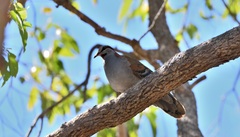 Phaps elegans