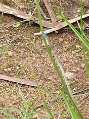 Aciagrion occidentale