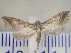 Hydriris chalybitis