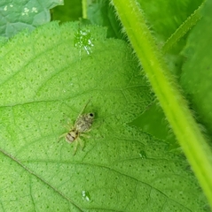 Phintella cavaleriei