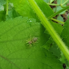 Phintella cavaleriei