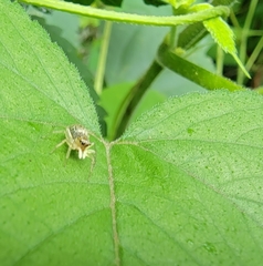 Phintella cavaleriei