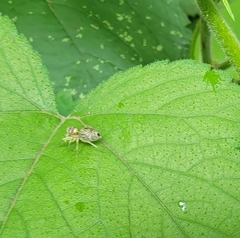 Phintella cavaleriei