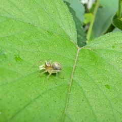 Phintella cavaleriei