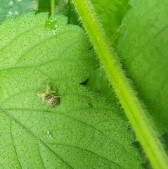 Phintella cavaleriei
