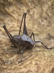 Atlanticus americanus