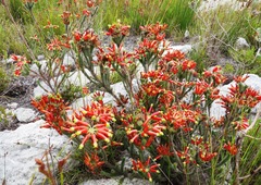 Erica massonii
