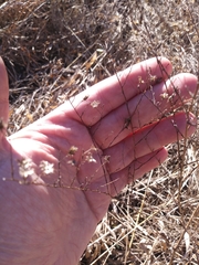 Symphyotrichum depauperatum
