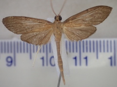 Hymenoptychis sordida