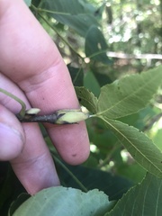 Carya carolinae-septentrionalis