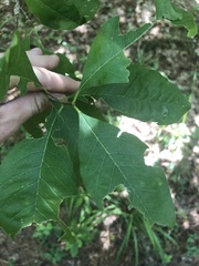 Sideroxylon lycioides