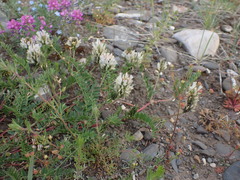 Astragalus inopinatus