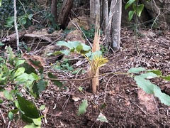 Cupaniopsis tomentella