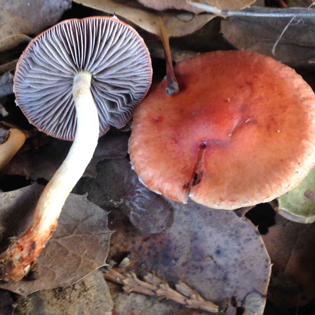 Leratiomyces
