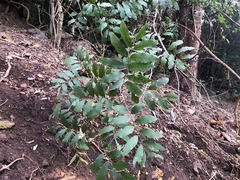 Cupaniopsis tomentella