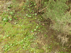 Ornduffia reniformis