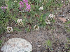 Astragalus inopinatus