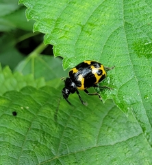 Gallerucida bifasciata