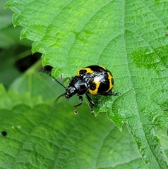 Gallerucida bifasciata