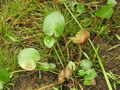 Ornduffia reniformis