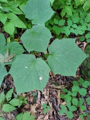 Acer tegmentosum