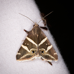 Grammodes pulcherrima