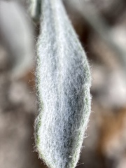 Eriogonum anemophilum