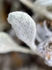 Eriogonum anemophilum