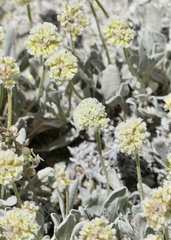 Eriogonum anemophilum