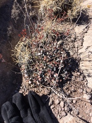 Eriogonum lachnogynum