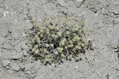 Eriogonum anemophilum