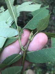 Carya carolinae-septentrionalis