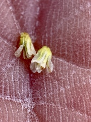 Eriogonum anemophilum