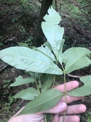 Carya carolinae-septentrionalis