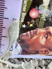 Eriogonum anemophilum