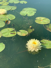 Nymphaea