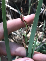 Machaerina mariscoides