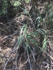 Machaerina mariscoides