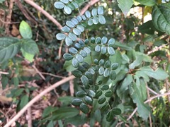 Mezoneuron brachycarpum