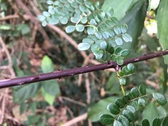 Mezoneuron brachycarpum