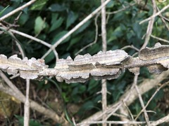 Mezoneuron brachycarpum